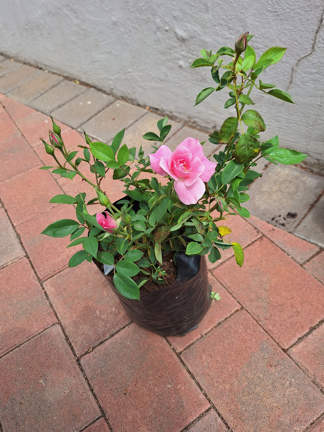 Pink rose bush (10 litres)