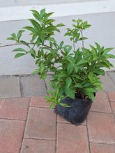 Load image into Gallery viewer, Brunfelsia (Yesterday, today, tomorrow plant) (5 litres)
