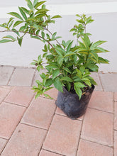 Load image into Gallery viewer, Guvies brunfelsia 5 litres
