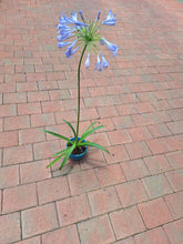 Load image into Gallery viewer, Guvies.co.za agapanthus blue 4 litres
