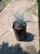 Load image into Gallery viewer, Festuca Glauca (4 litres)
