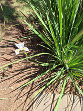 Load image into Gallery viewer, Dietes Grandiflora (African Iris) (4 litres)
