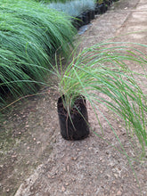 Load image into Gallery viewer, Melinis repens (Natal grass) (4 litres)
