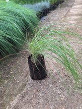 Load image into Gallery viewer, Melinis repens (Natal grass) (4 litres)
