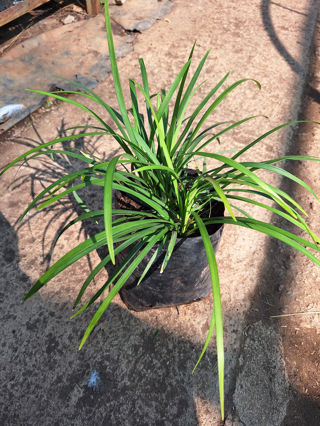 Ophiogon jaburan (Mondo Grass) (4 litres)