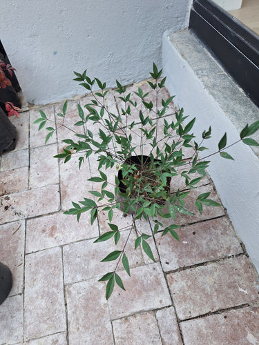 Guvie's nandina domestica