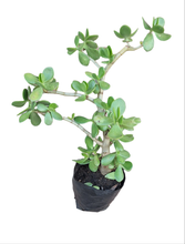 Load image into Gallery viewer, Jade Plant (Crassula Ovata) (4 litres)
