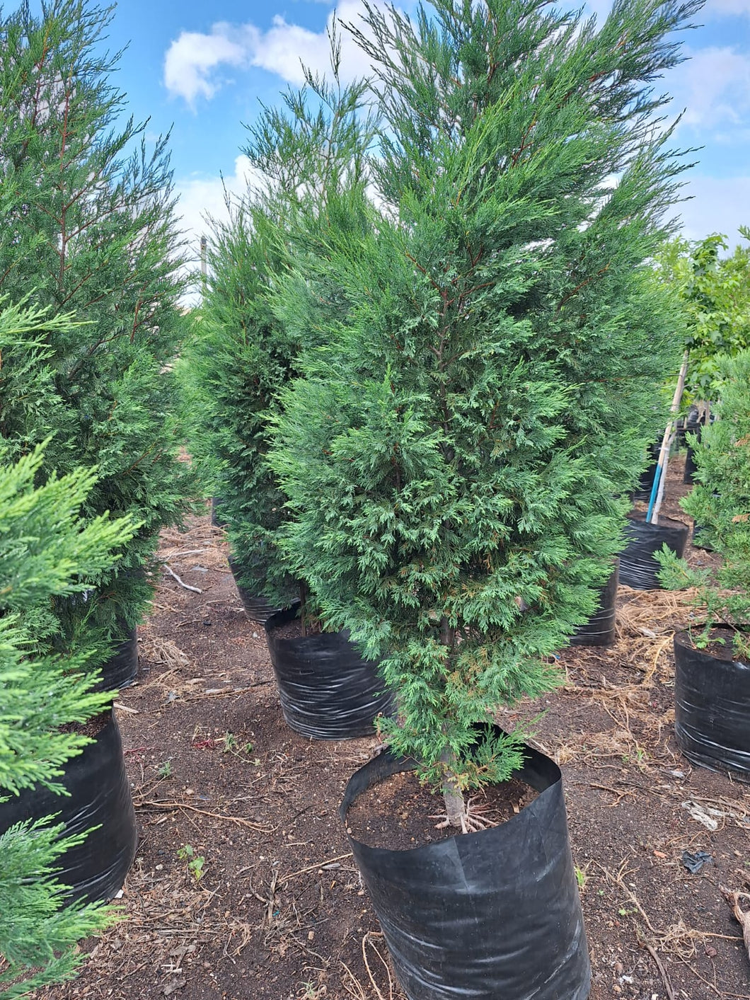 Leylandii conifer (Gauteng only)