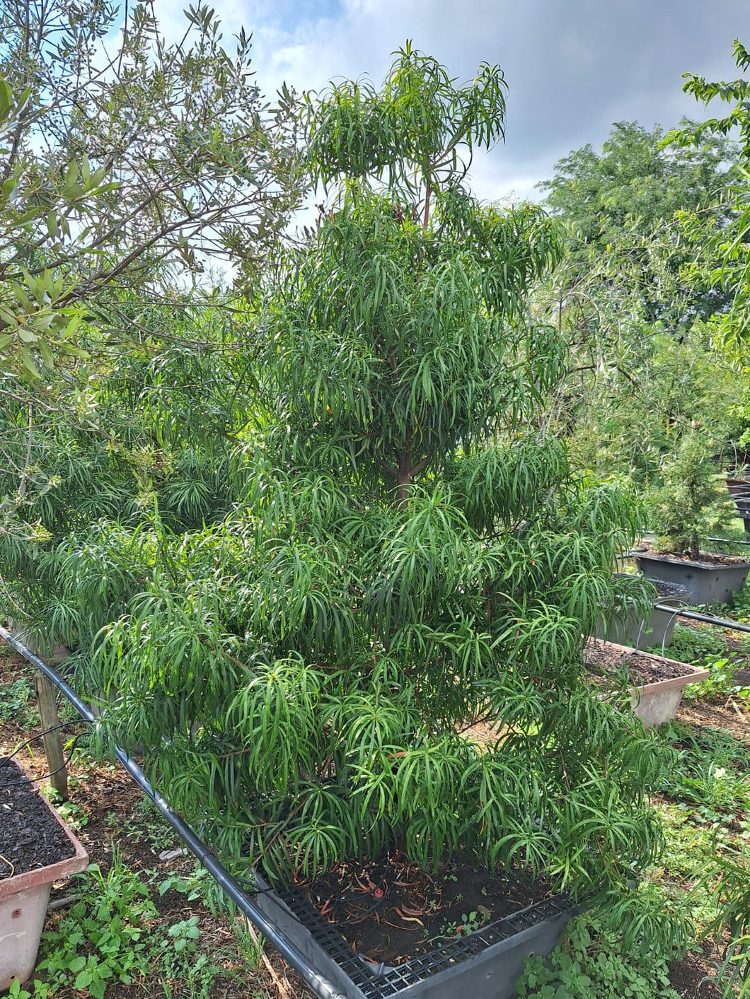 Yellow wood Tree (podocarpus) (Gauteng only)