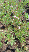 Load image into Gallery viewer, Guvies.co.za white Gaura butterfly bush
