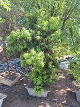 Load image into Gallery viewer, Yellow wood Tree (podocarpus) (Gauteng only)
