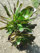 Load image into Gallery viewer, guvie&#39;s aeonium
