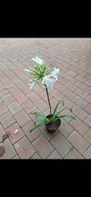 Load image into Gallery viewer, Guvies.co.za agapanthus white 4 litres
