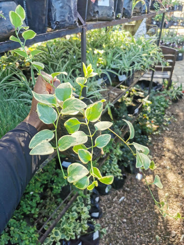  Vinca Vine (Vined Varing) in 3 Litres bag