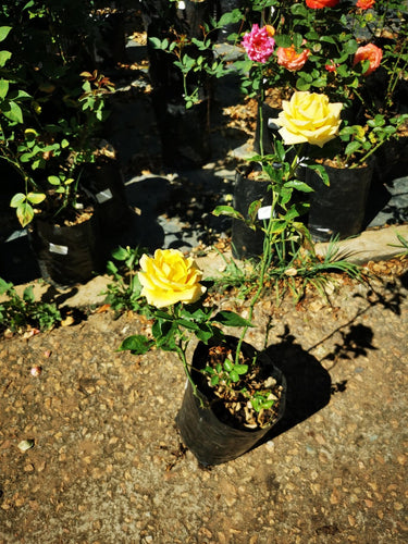 Gold Reef Bush in 4 litres bag.