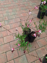 Load image into Gallery viewer, Gaura (Butterfly bush) (4 litres)
