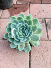 Load image into Gallery viewer, guvies.co.za echeveria elegans in 2 litre bag
