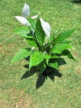Load image into Gallery viewer, Guvies.co.za peace lily 14 cm
