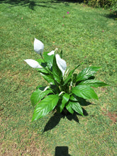Load image into Gallery viewer, Guvies.co.za peace lily 14 cm
