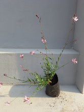 Load image into Gallery viewer, Gaura (Butterfly bush) (4 litres)
