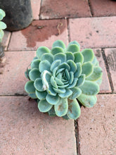 Load image into Gallery viewer, Echeveria elegans (2 litres)
