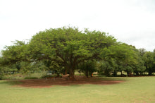Load image into Gallery viewer, Paperbark Thorn Tree (Nkowa-Nkowa) (Gauteng only)
