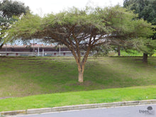 Load image into Gallery viewer, Paperbark Thorn Tree (Nkowa-Nkowa) (Gauteng only)
