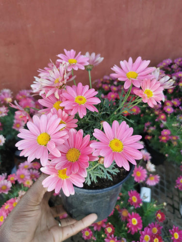 argyranthemum madeira in pot