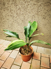 Load image into Gallery viewer, Aspidistra (Cast Iron Plant) (4 litre bag)
