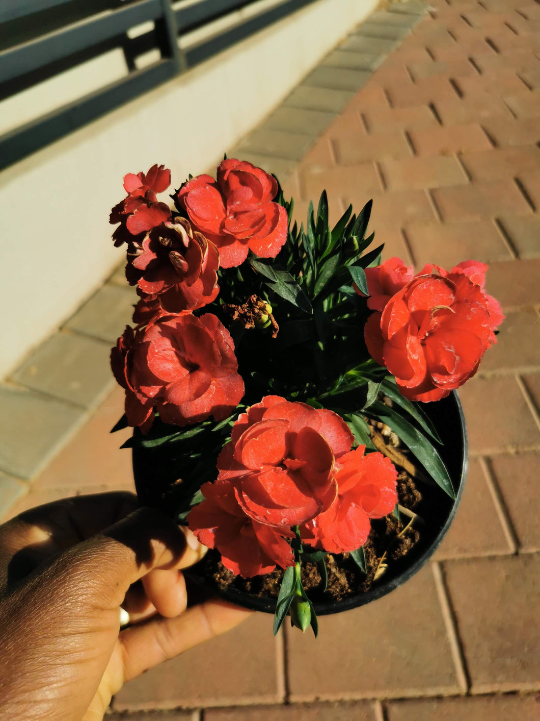 Red carnation in 4 litre pot