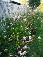 Load image into Gallery viewer, Gaura butterfly bush
