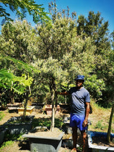 Load image into Gallery viewer, Buddleja Saligna Tree (False Olive / Motlhware) (Gauteng only)
