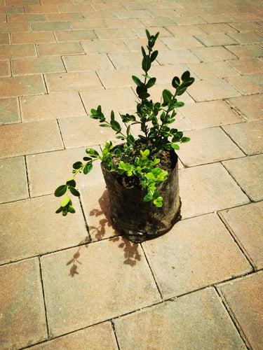 guvie's buxus in 4 litre bag