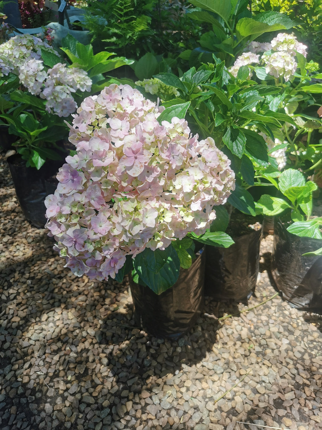 Hydrangea (5 litres)