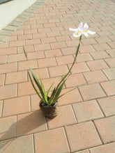 Load image into Gallery viewer, Guvie&#39;s dietes grandiflora in 4 litre bag

