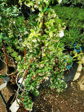 Load image into Gallery viewer, Star Jasmine (Confederate jasmine) (3 litres)
