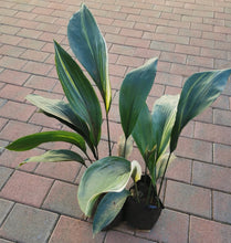 Load image into Gallery viewer, Aspidistra (Cast Iron Plant) in 3 Litres bag.
