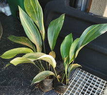 Load image into Gallery viewer, Aspidistra (Cast Iron Plant) in 3 Litres bag.
