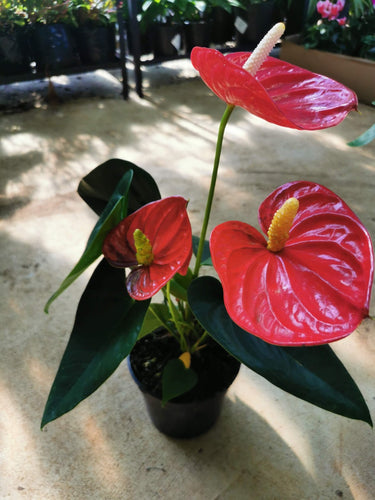 Pink Anthurium in 15cm pot.