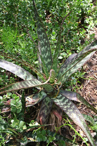 Aloe pruinosa in bush
