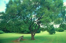 Load image into Gallery viewer, Rhus Lancea (mosilabele / karee) tree (Gauteng only)
