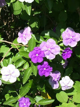 Load image into Gallery viewer, guvie&#39;s brunfelsia yesterday today tomorrow
